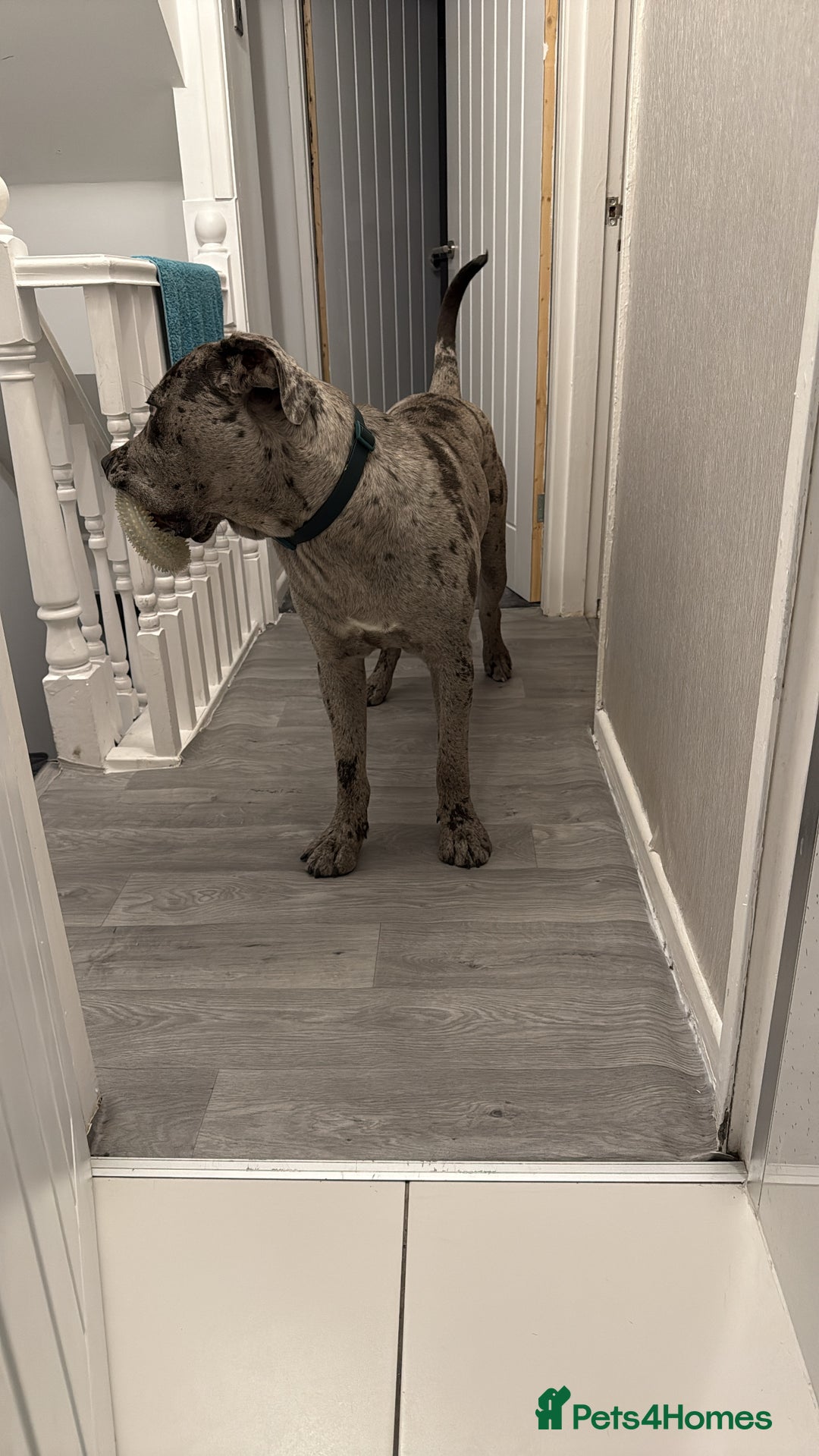 Cane Corso dogs for sale: Cane corso for Re-homing - Image 7