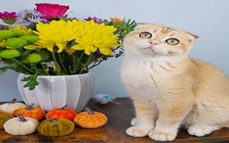 Scottish Fold cats for sale: READY NOW-TICA-SCOTTISH FOLD GIRL  - Image 32