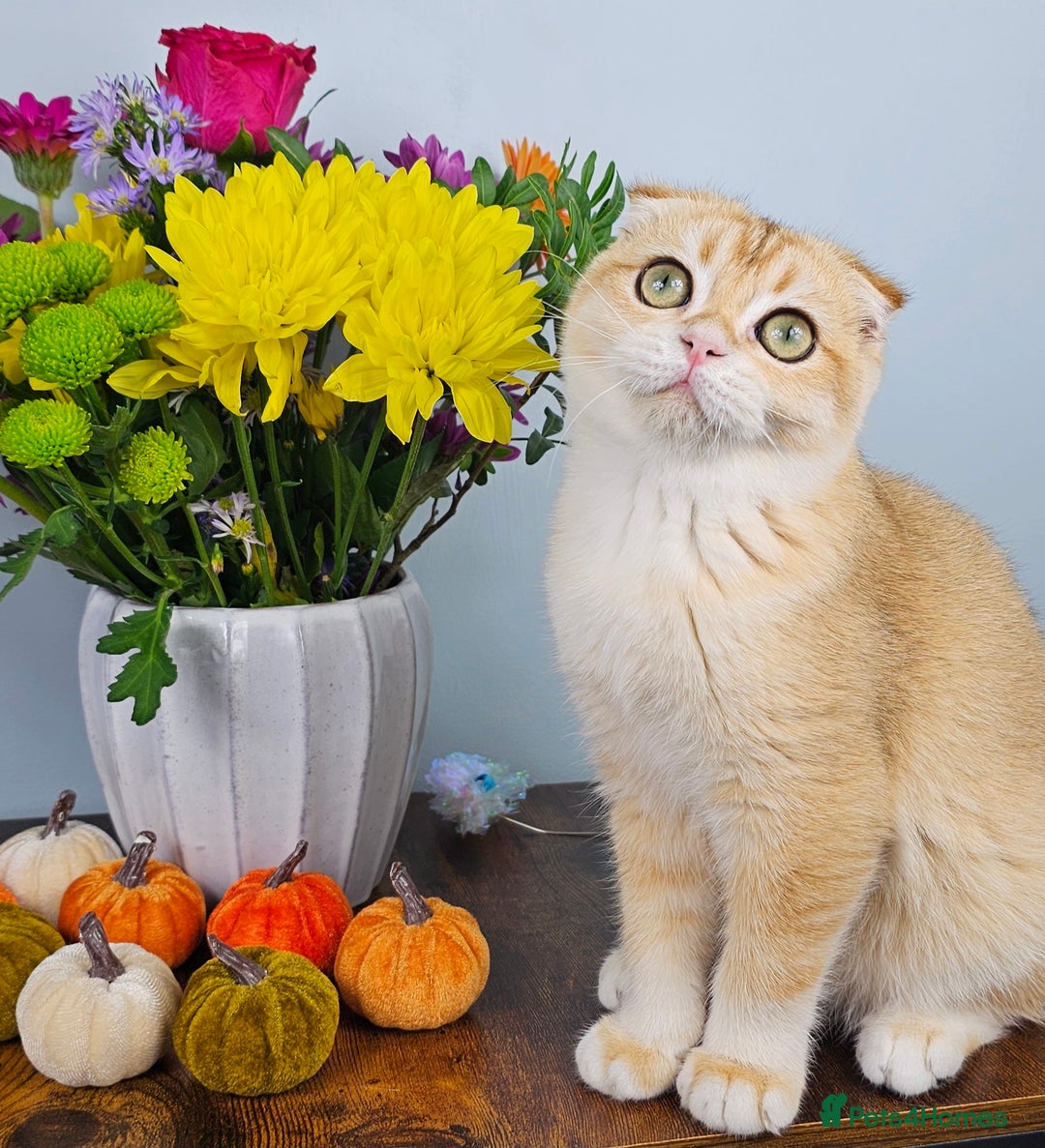 Scottish Fold cats for sale: READY NOW-TICA-SCOTTISH FOLD GIRL  - Image 32