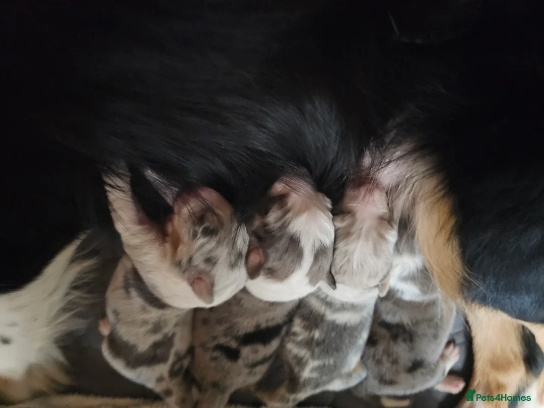 Border Collie dogs for sale: Blue Merle Tri- Colour Border Collie Puppies - Advert 23