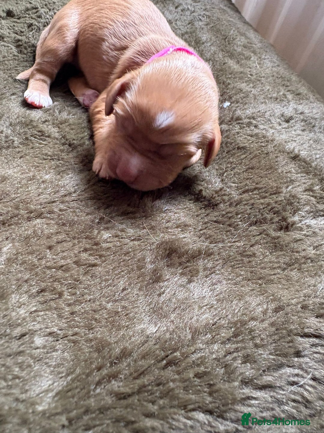 Cocker Spaniel dogs for sale: litter of 6 pedigree cocker spaniel puppies. - Image 9