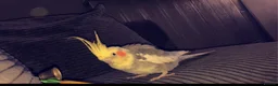 Cockatiels birds for sale: cockatiel for sale with cage  - Advert 3