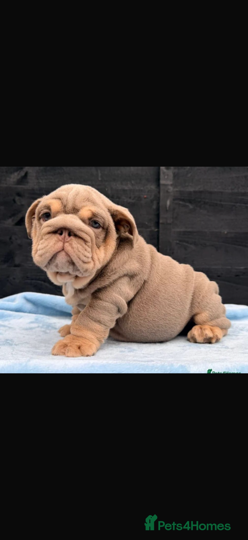 English Bulldog dogs English Bulldog Puppy KC registered, Champions BL  - Advert 2