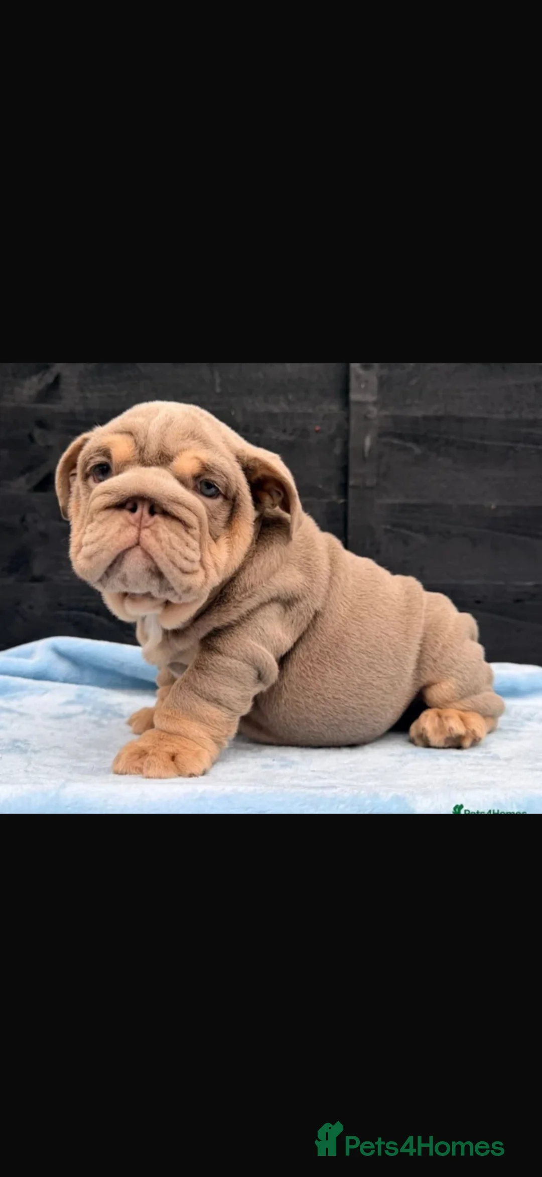 English Bulldog dogs for sale: English Bulldog Puppy KC registered, Champions BL  - Advert 1
