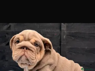 English Bulldog dogs English Bulldog Puppy KC registered, Champions BL - Advert 1