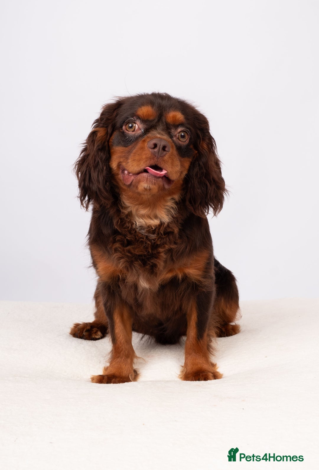Cavalier King Charles Spaniel dogs for stud: KC REG  HEALTH TESTED CHOC & TAN CAV STUD  - Advert 7