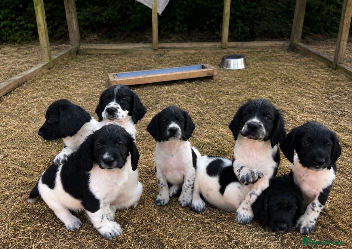 Sprocker dogs Sprocker spaniel puppies - Advert 15