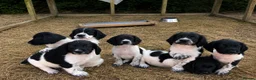 Sprocker dogs for sale: Sprocker spaniel puppies - Advert 1