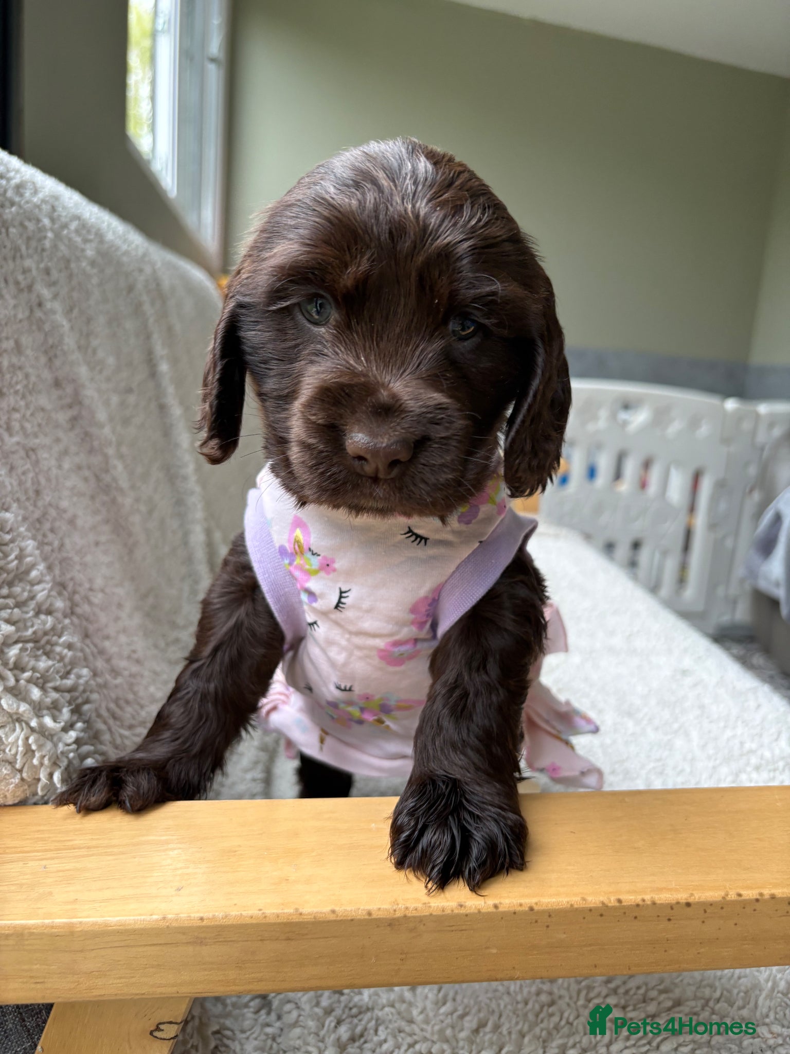 Cocker Spaniel dogs Beautiful Kc reg litter of show type cockers   - Advert 1