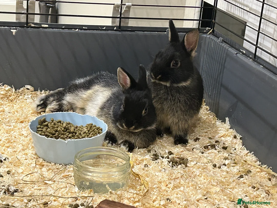 Netherland Dwarf rabbits for sale: Brother & sister Purebred bunnies: homed together  - Advert 3
