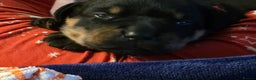 Rottweiler dogs for sale: 2 female rottweiler pups - Advert 6