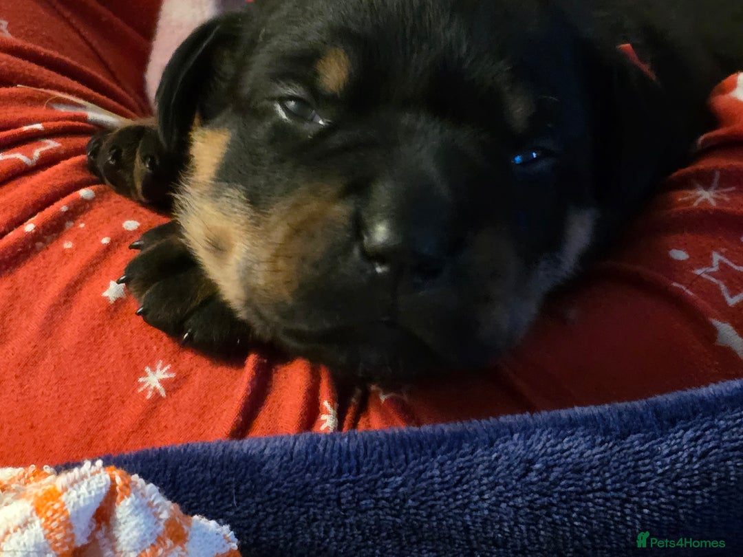 Rottweiler dogs for sale: 2 female rottweiler pups - Advert 6