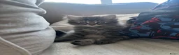 Mixed Breed cats for sale: The cutest  kittens ready to find a loving home  - Advert 4