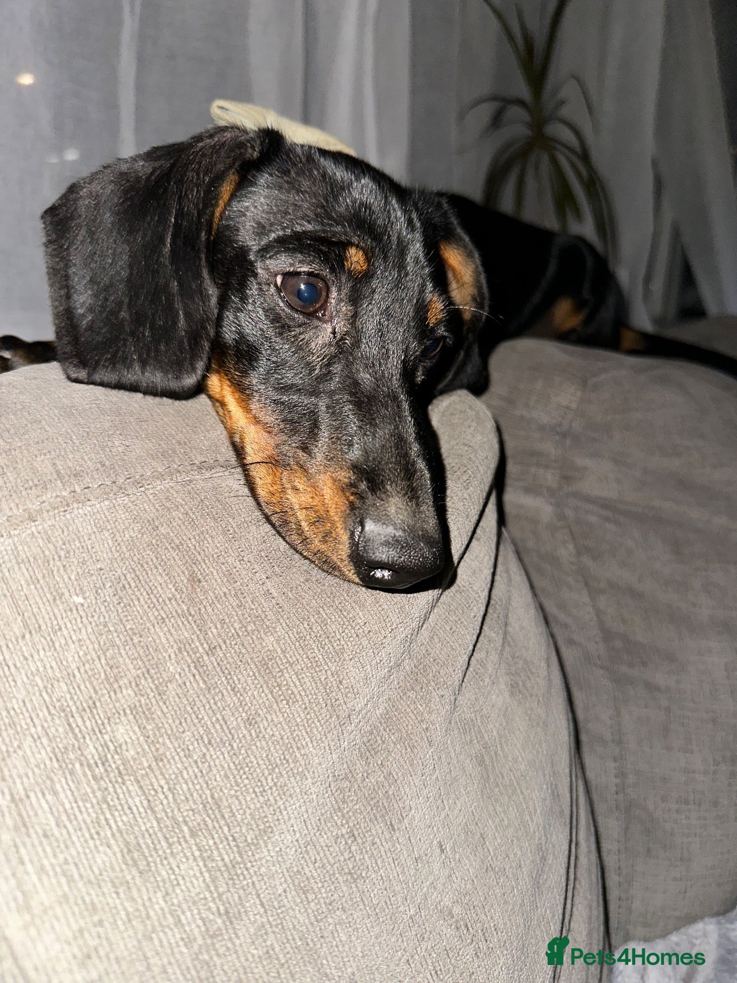 Miniature Dachshund dogs Meet Bambi  - Advert 1
