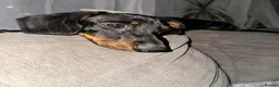 Miniature Dachshund dogs for sale: Meet Bambi  - Advert 1