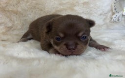 Chihuahua dogs for sale: Chihuahua 2 boys. Chocolate and black  - Image 16
