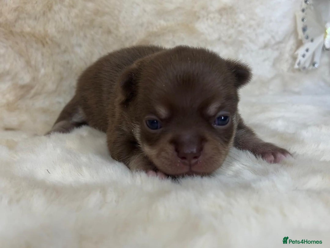Chihuahua dogs for sale: Chihuahua 2 boys. Chocolate and black  - Image 16