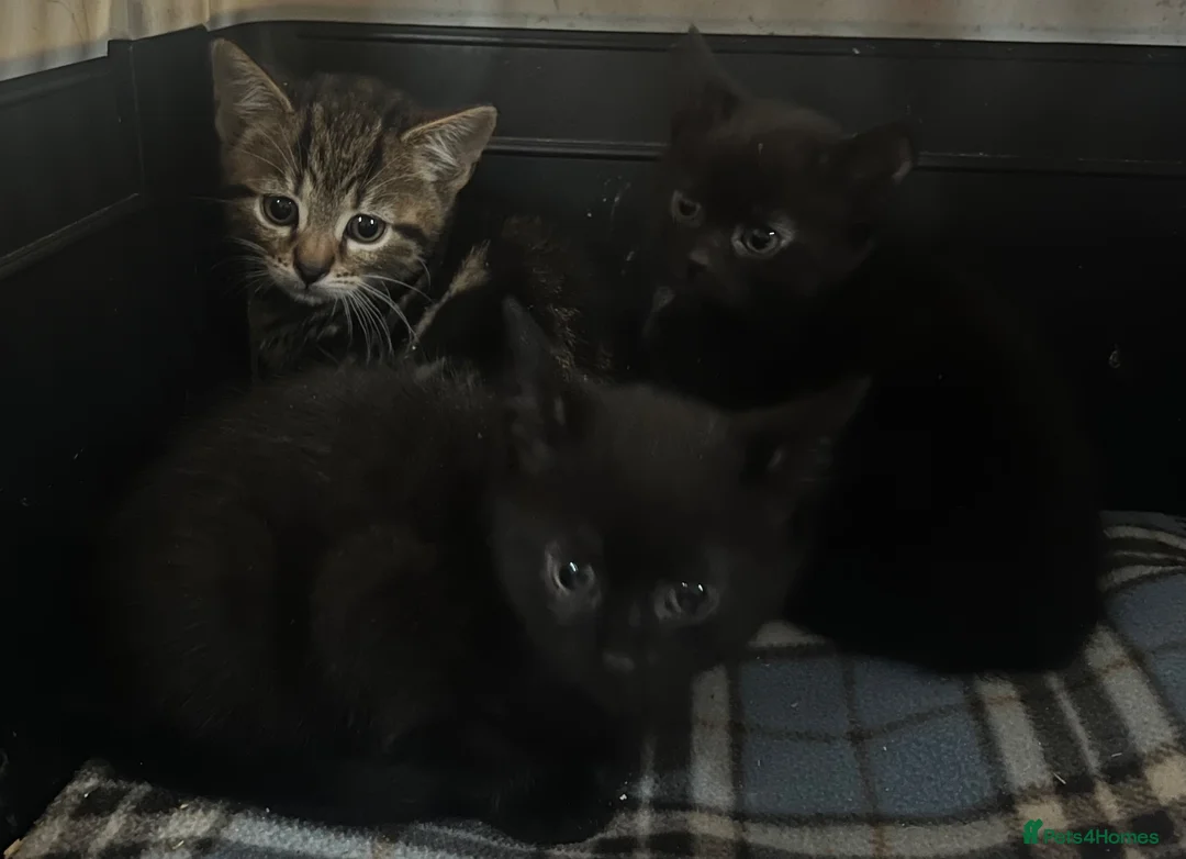 Mixed Breed cats for sale: Kittens in Cumnock - Advert 2