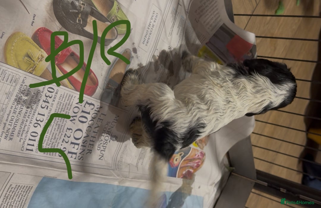 Cocker Spaniel dogs for sale: KC show cocker puppies black white boys - Image 37