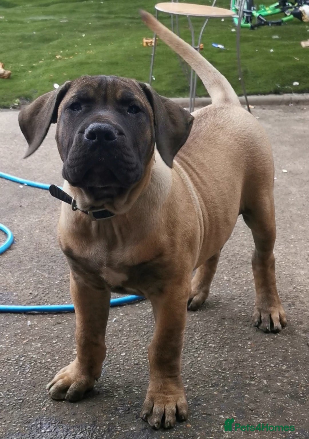 Presa Canario dogs for sale: I selling presa canario  - Image 3