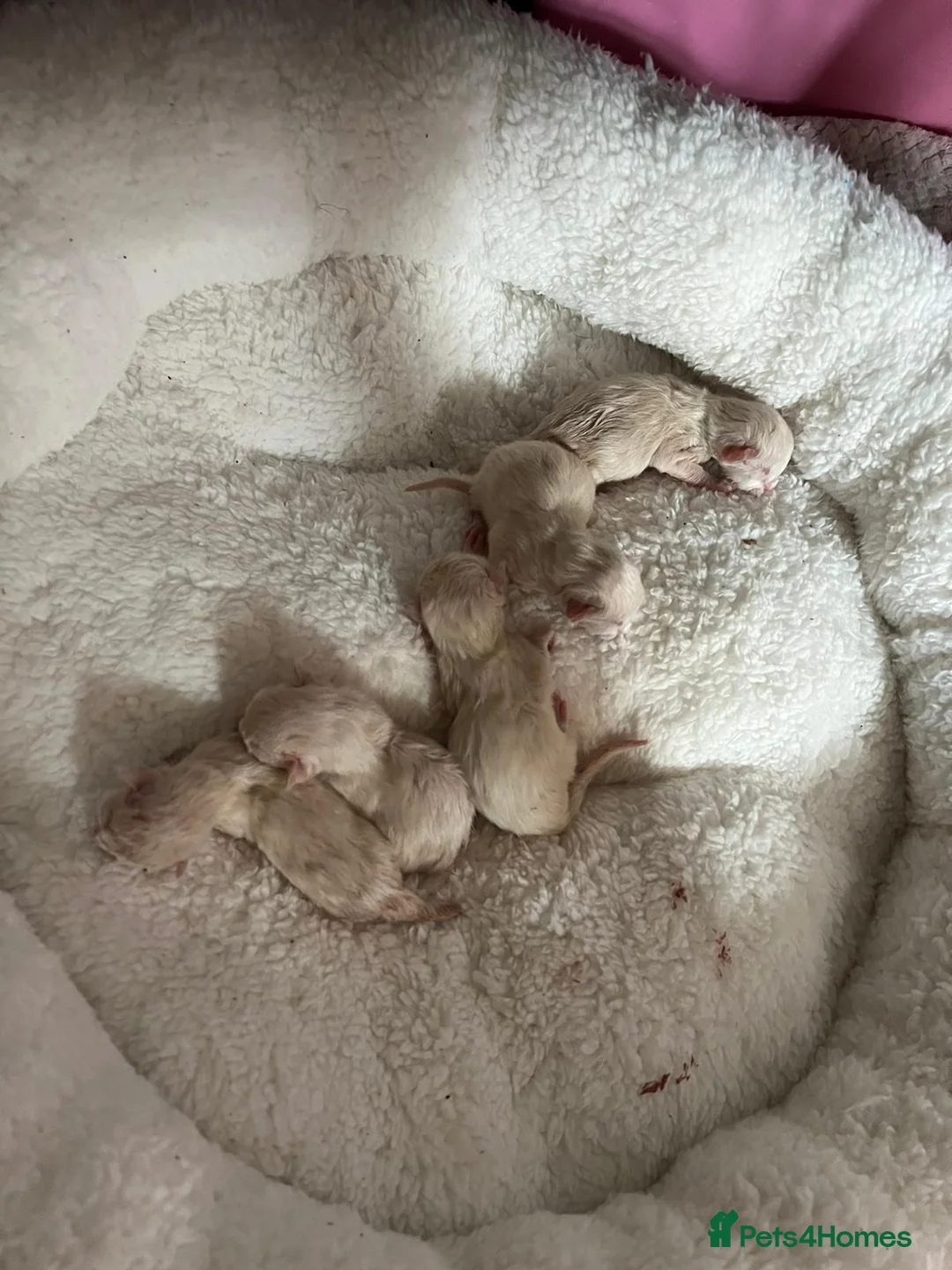 Ragdoll cats for stud: BEAUTIFUL BLUE POINT LARGE STUD RAGDOLL in Preston - Advert 22