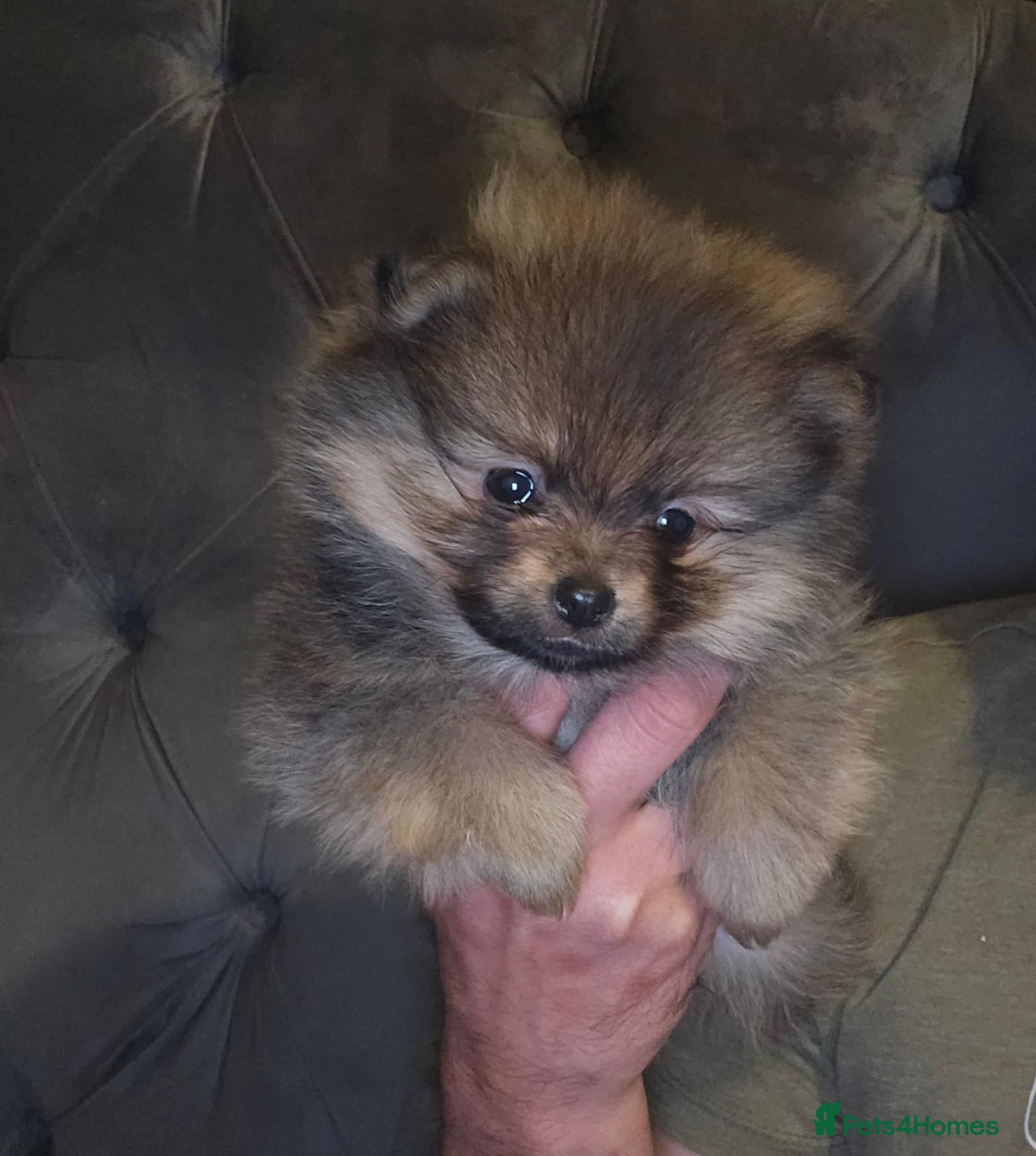 Pomeranian dogs Beautiful Pomeranian Puppies - Advert 7