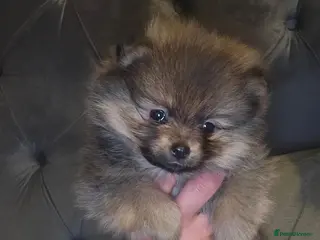 Pomeranian dogs Beautiful Pomeranian Puppies - Advert 7