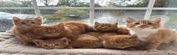 Mixed Breed cats for sale: Beautiful Ginger Kittens  - Advert 35