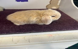 Mini Lop rabbits for sale: Beautiful litter of mixed mini lops  - Image 5