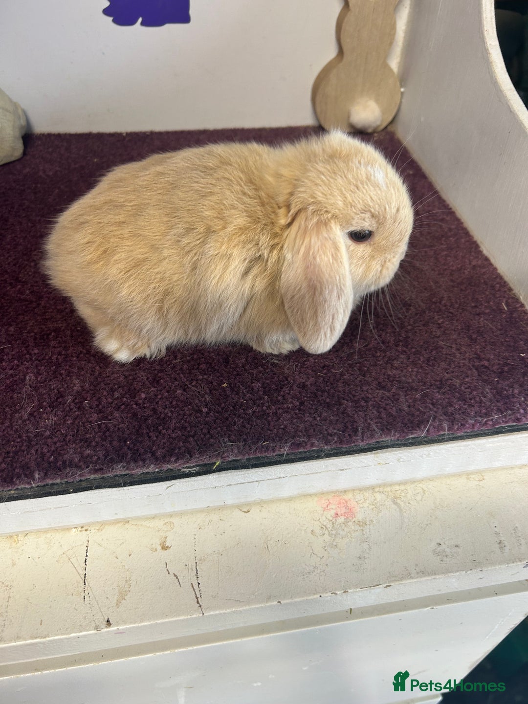 Mini Lop rabbits for sale: Beautiful litter of mixed mini lops  - Image 5