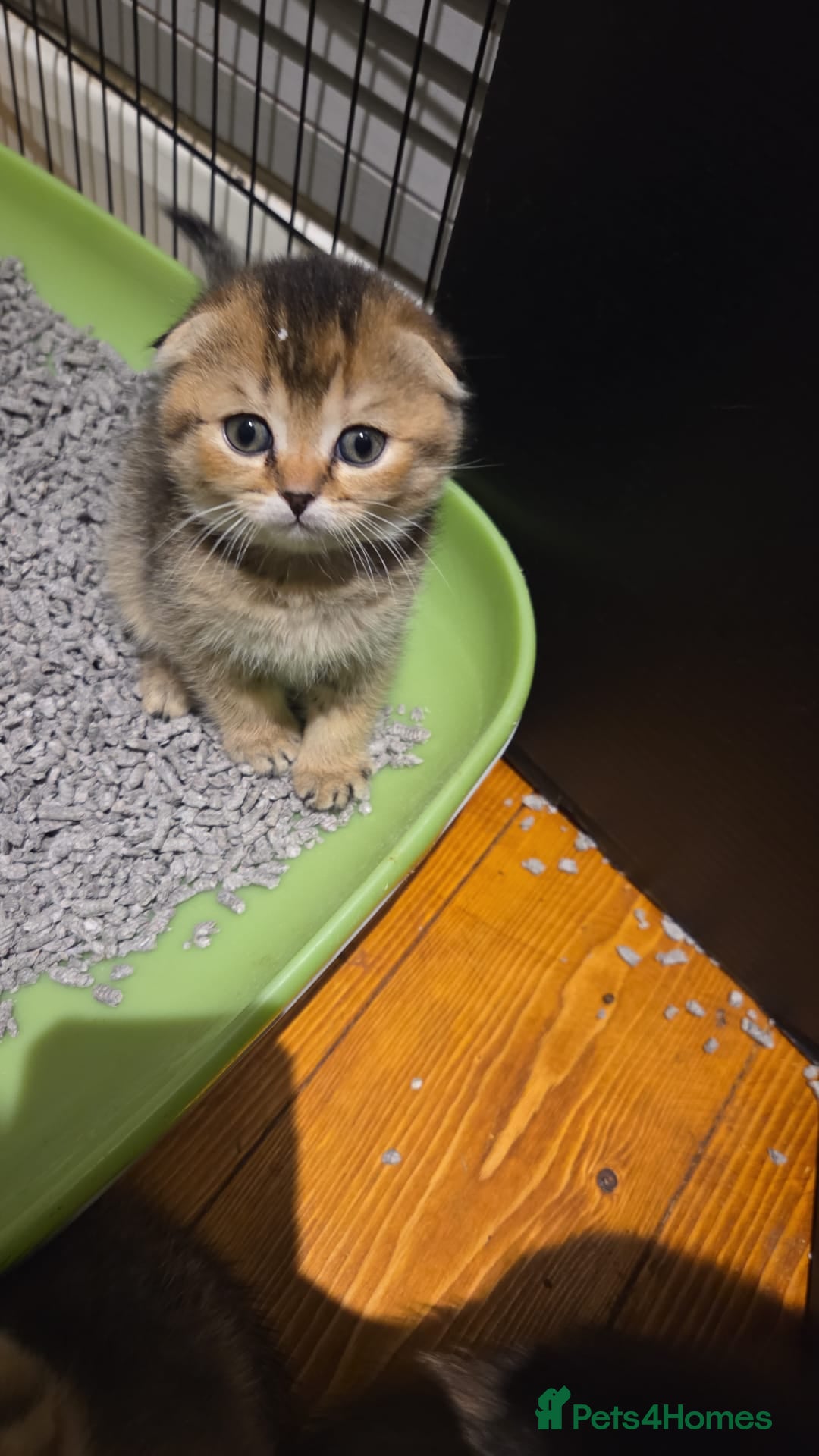 Scottish Fold cats Scottish Fold Kittens - Advert 10