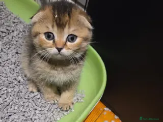 Scottish Fold cats Scottish Fold Kittens - Advert 10