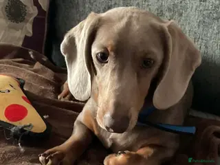 Miniature Dachshund dogs Stunning boy needs a new home - Advert 1