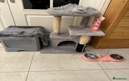 British Shorthair cats for sale: BRITISH SHORTHAIR (Female)  - Image 7