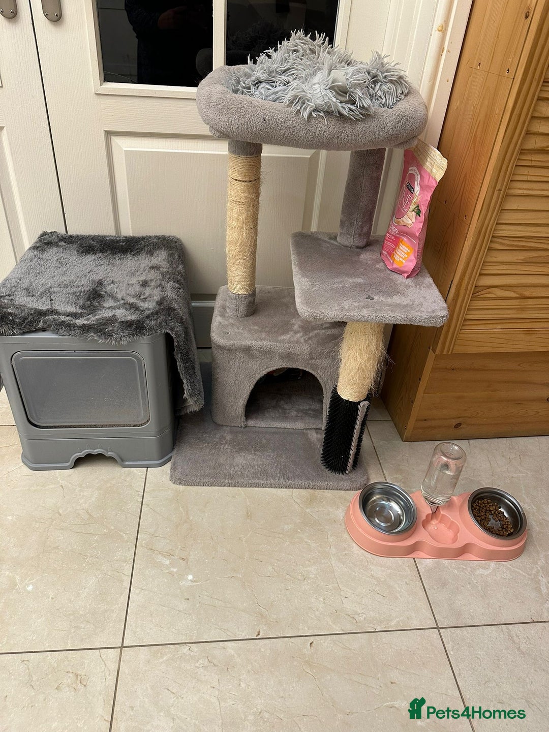 British Shorthair cats for sale: BRITISH SHORTHAIR (Female)  - Image 7