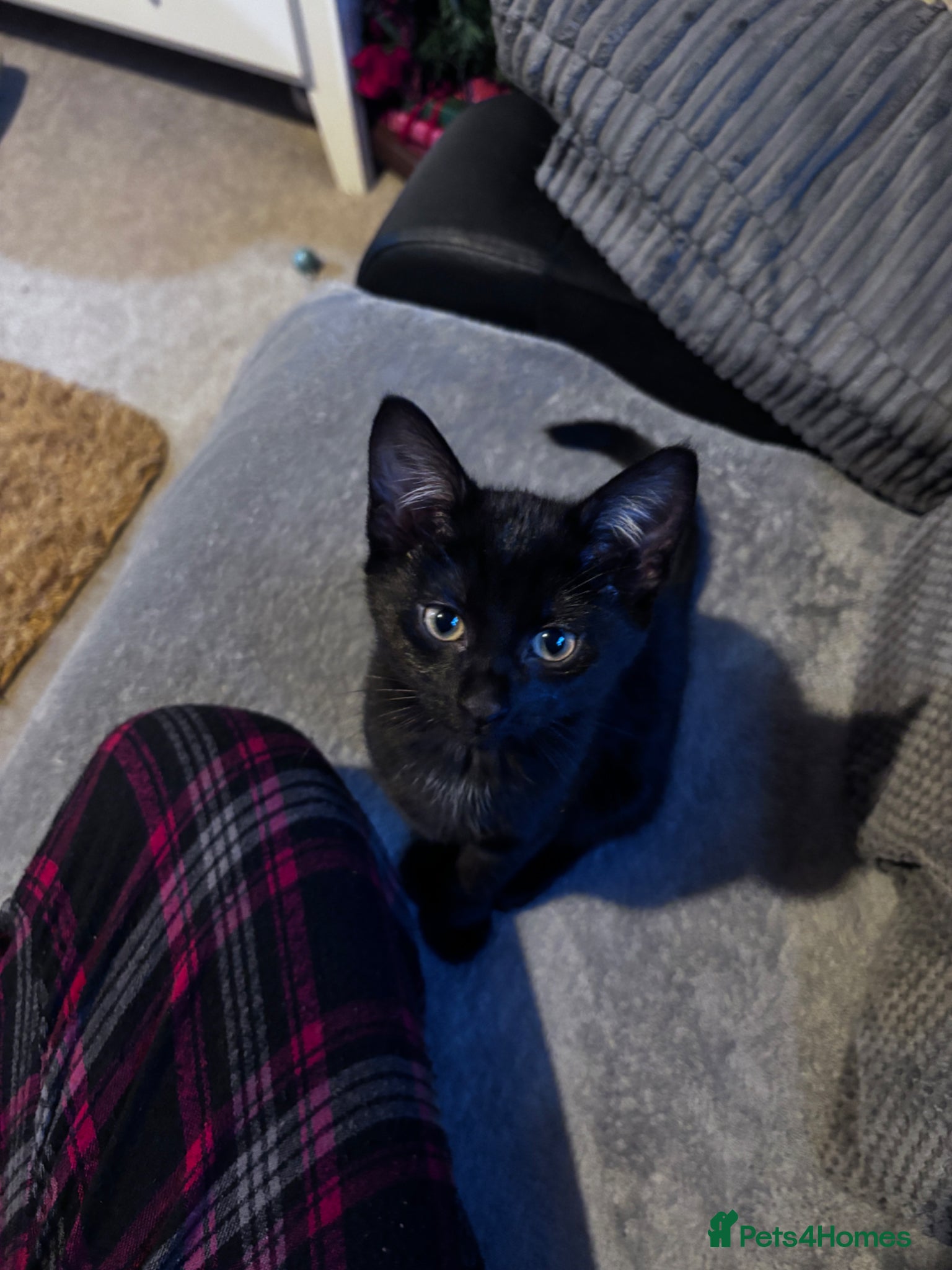 British Shorthair cats 3 lovely cats available  - Advert 2