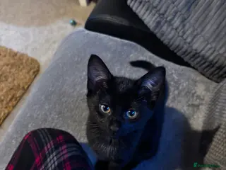 British Shorthair cats 3 lovely cats available - Advert 2