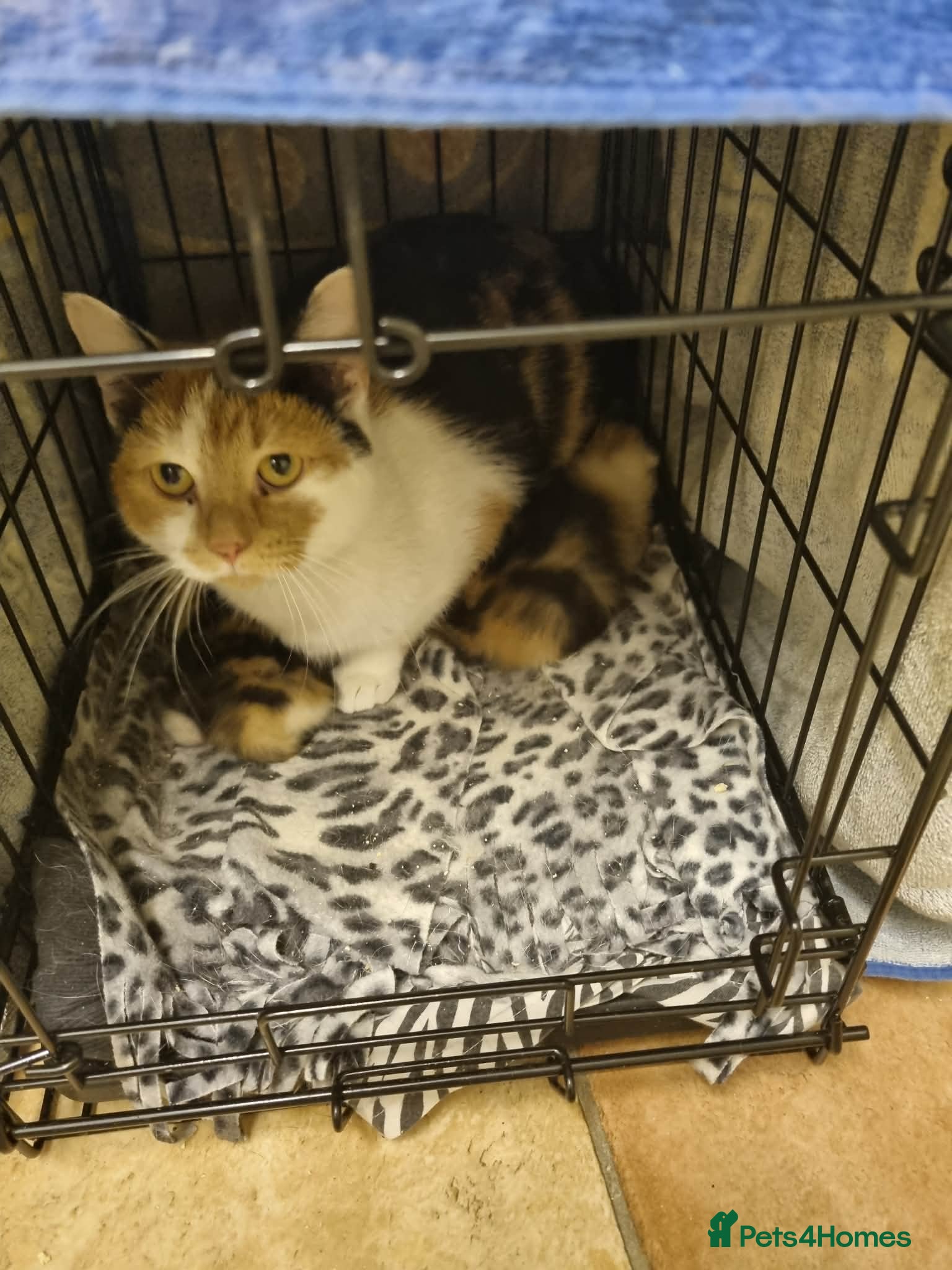 Domestic Shorthair cats Two beautiful kittens  - Advert 6