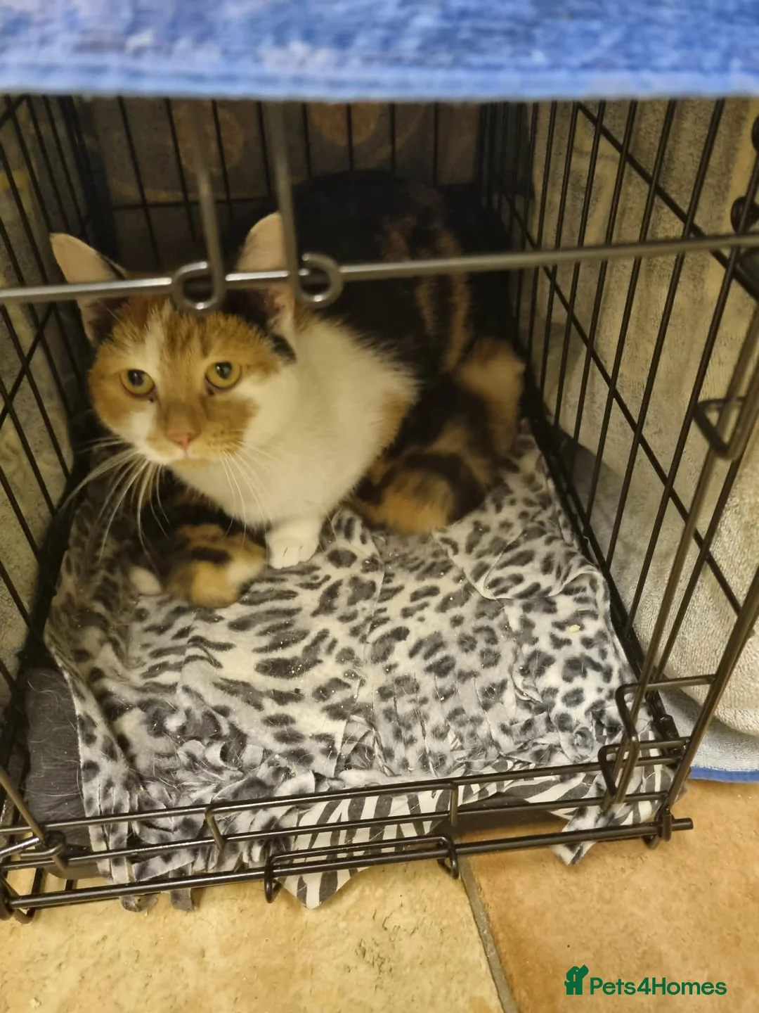 Domestic Shorthair cats for sale: Two beautiful kittens  - Advert 1