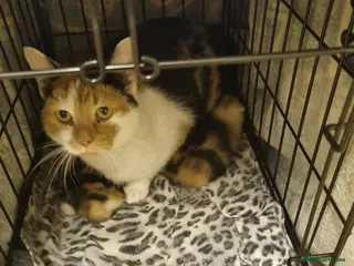 Domestic Shorthair cats Two beautiful kittens - Advert 6