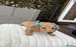 Miniature Dachshund dogs for sale: Long hair cream mini dachshund puppies 30th july in Liverpool - Image 20