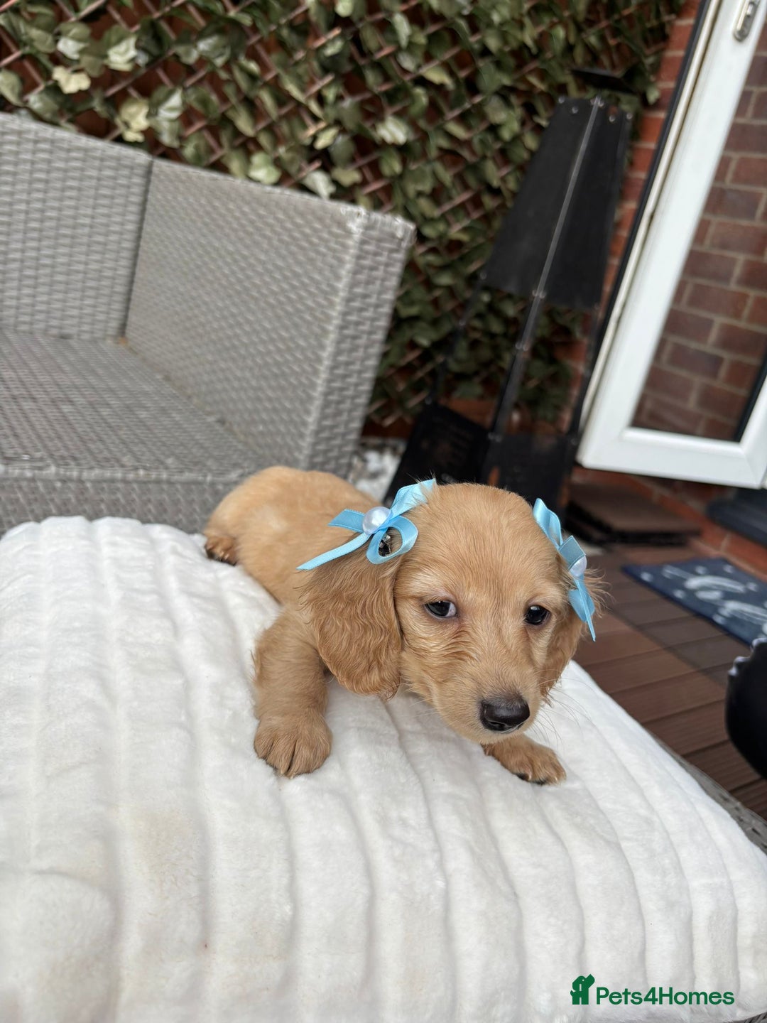 Miniature Dachshund dogs for sale: Long hair cream mini dachshund puppies 30th july in Liverpool - Image 20