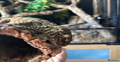 Gecko reptiles - Advert 5