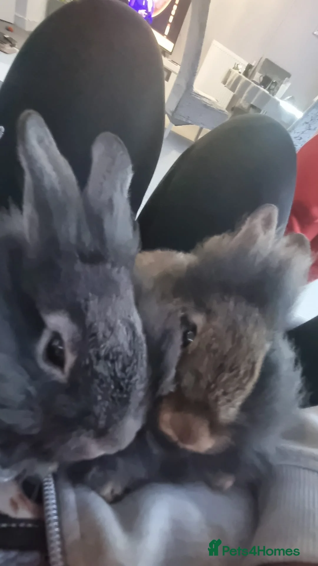 Lionhead rabbits for sale: 5 months lionheads in Wokingham - Advert 1
