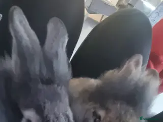 Lionhead rabbits 5 months lionheads - Advert 3