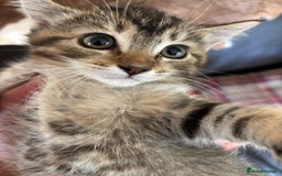 Mixed Breed cats for sale: 12 kittens 3 litters ready to reserve in St Albans - Image 11