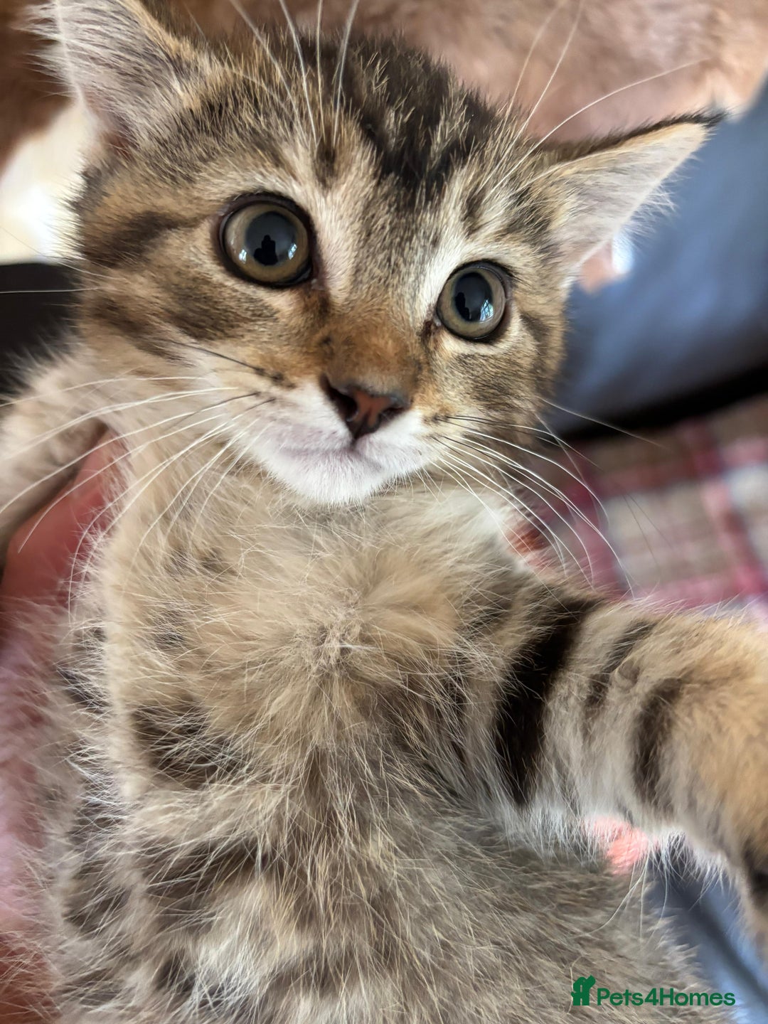 Mixed Breed cats for sale: 12 kittens 3 litters ready to reserve in St Albans - Image 11