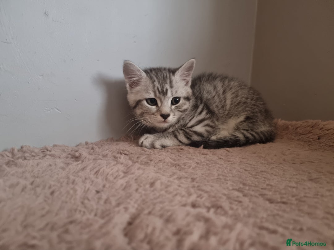 British Shorthair cats for sale: Gorgeous female BSH kitten - Image 4