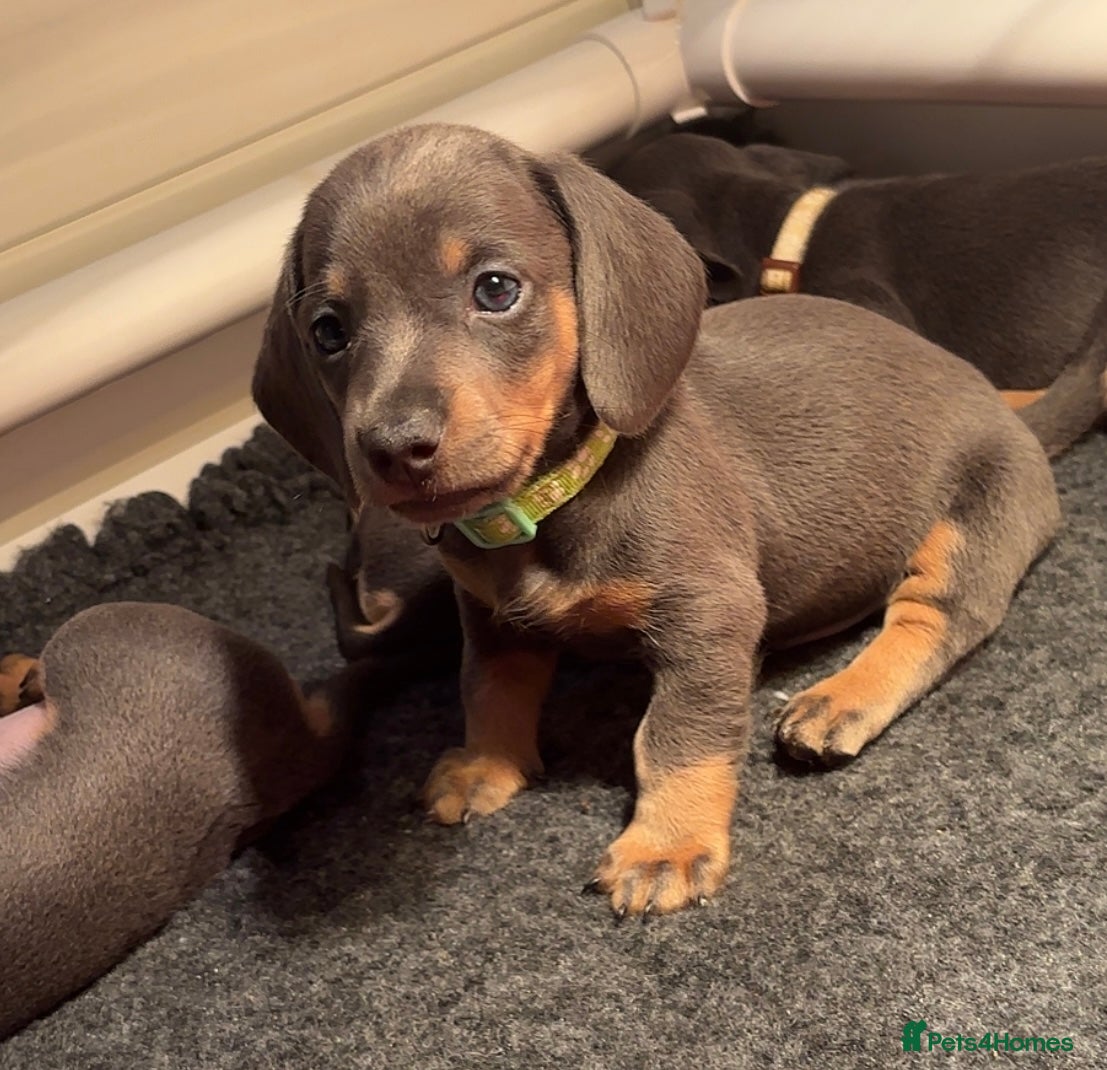 Miniature Dachshund dogs Blue & Tan Miniature Dachshund  - Advert 10
