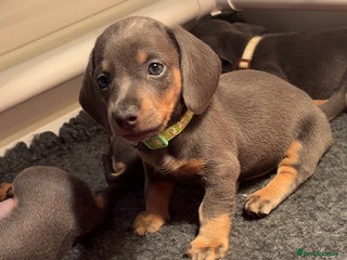 Miniature Dachshund dogs Blue & Tan Miniature Dachshund - Advert 6
